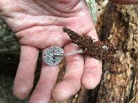 Mycena maculata image