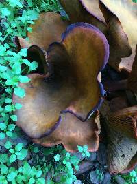 Omphalotus olivascens image