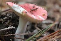 Russula emetica image