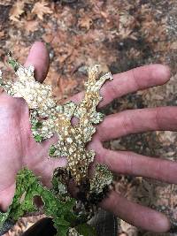 Lobaria pulmonaria image