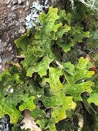 Lobaria pulmonaria image