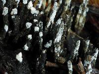 Xylaria hypoxylon image