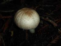 Agaricus xanthodermus image