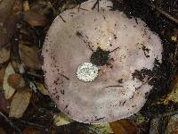 Russula cyanoxantha image