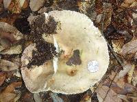 Russula cyanoxantha image