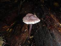 Mycena pura image