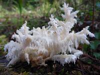 Hericium coralloides image