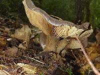 Lactarius argillaceifolius var. megacarpus image