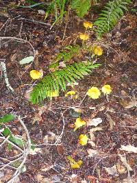 Hygrocybe acutoconica image