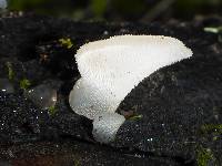 Pseudohydnum gelatinosum image