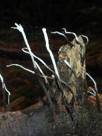 Xylaria hypoxylon image