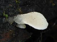 Pseudohydnum gelatinosum image