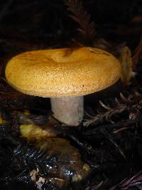 Lactarius rubrilacteus image