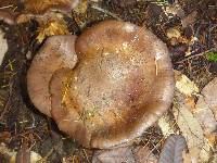 Lactarius argillaceifolius image