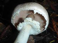 Agaricus xanthodermus image