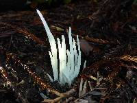 Clavaria fragilis image