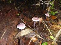 Mycena pura image