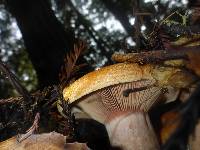 Lactarius rubrilacteus image