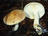 Leucopaxillus gentianeus image