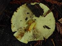 Hypholoma fasciculare image