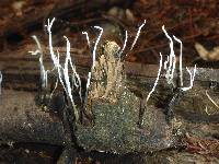 Xylaria hypoxylon image