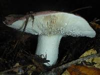 Russula cyanoxantha image