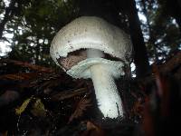 Agaricus xanthodermus image