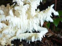 Hericium coralloides image