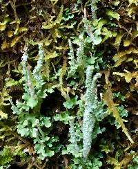 Cladonia coniocraea image