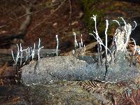 Xylaria hypoxylon image