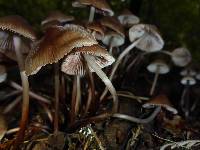 Mycena maculata image