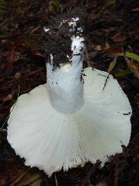 Russula brevipes image