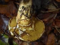 Suillus caerulescens image