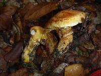 Suillus caerulescens image