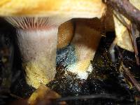 Lactarius rubrilacteus image