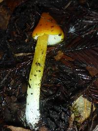 Hygrocybe acutoconica image