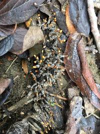 Xylaria polymorpha image