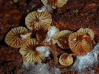 Xeromphalina campanella image