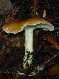 Leucopaxillus gentianeus image