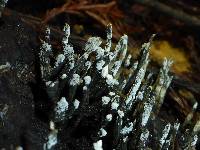 Xylaria hypoxylon image