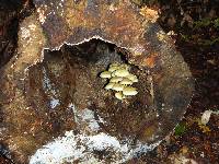 Hypholoma fasciculare image