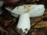 Russula cyanoxantha image