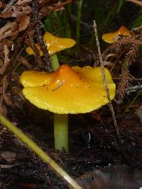 Hygrocybe acutoconica image