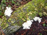 Hericium coralloides image