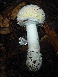 Amanita gemmata image