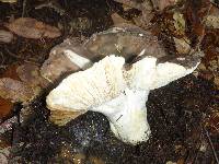 Russula cyanoxantha image