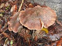 Armillaria sinapina image