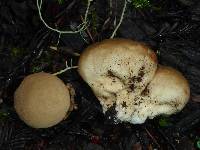 Lycoperdon perlatum image