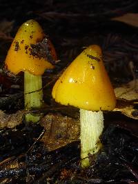 Hygrocybe acutoconica image