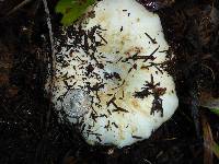 Russula brevipes image